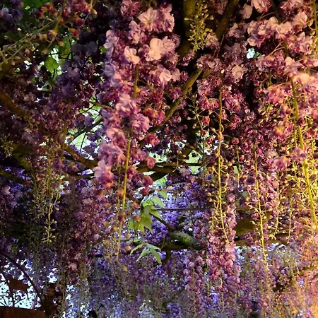 Les De La Forge Des Collines Frühstückspension 3*