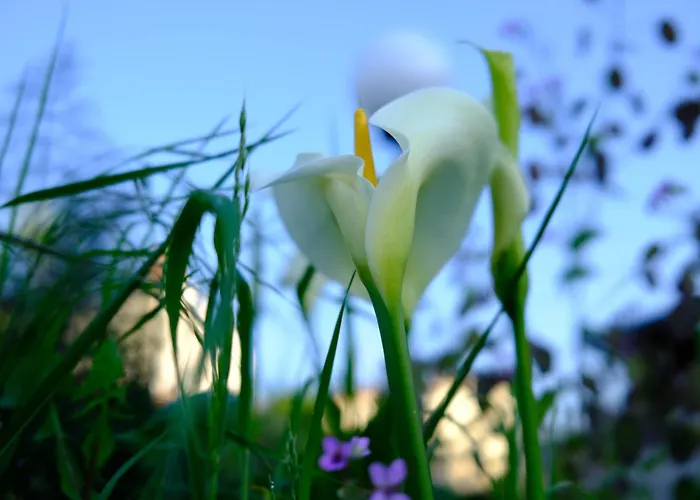 住宿加早餐酒店 莱斯德拉佛支德科林斯旅馆